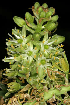 Image of Ornithogalum xanthochlorum Baker