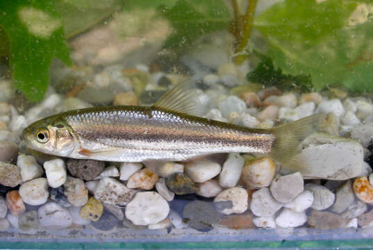 Image of Epiros riffle dace