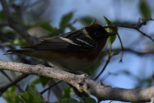 Image of Bay-breasted Warbler