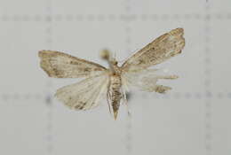 صورة Diplopseustis perieresalis Walker 1859