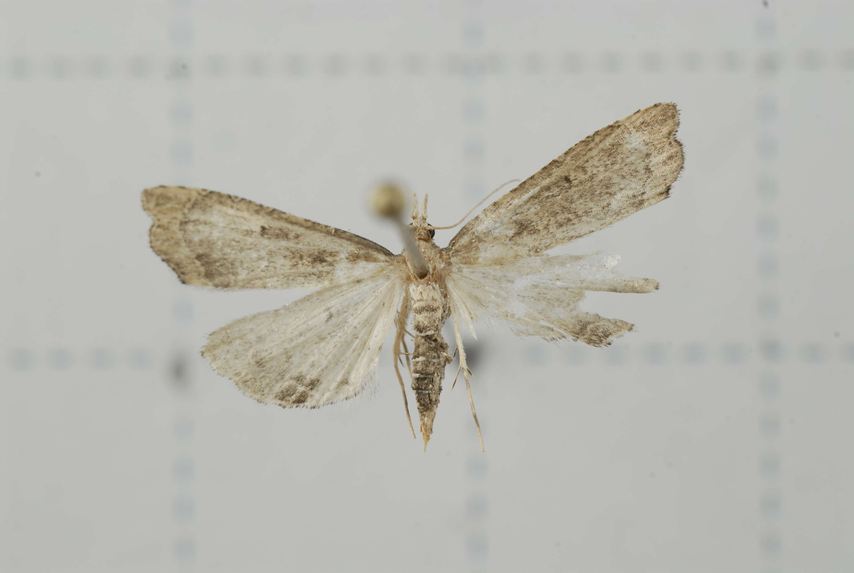 صورة Diplopseustis perieresalis Walker 1859