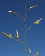 Image of Australian lovegrass