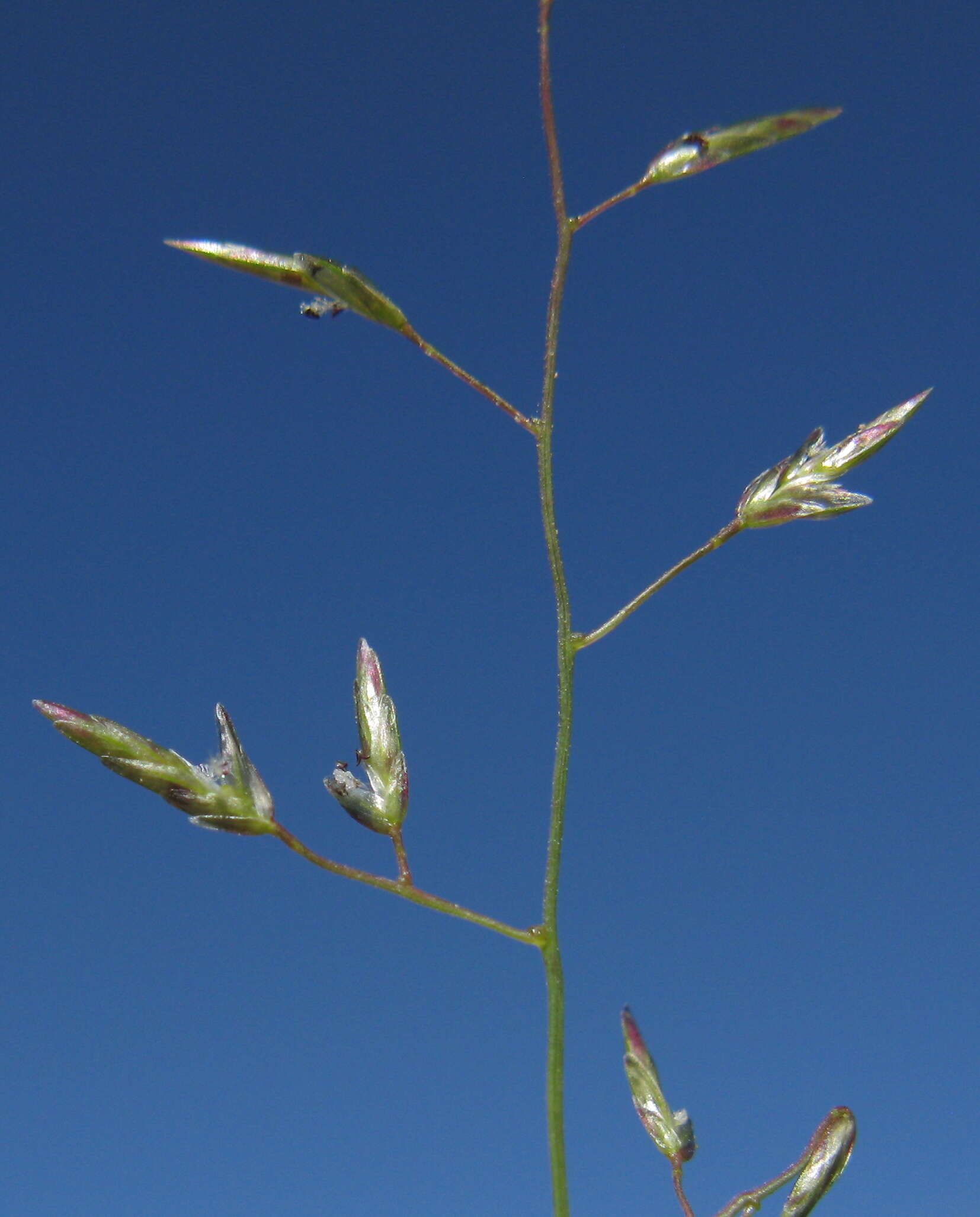 Image of Australian lovegrass