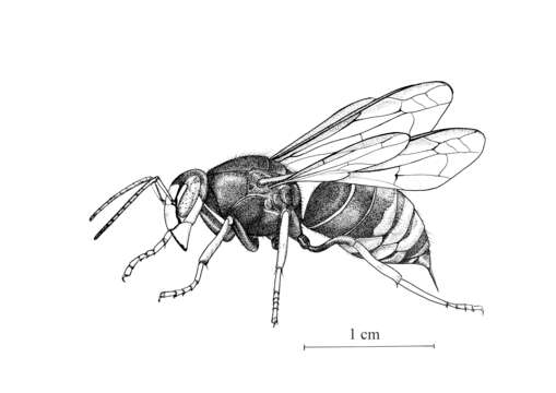 Image of Asian hornet