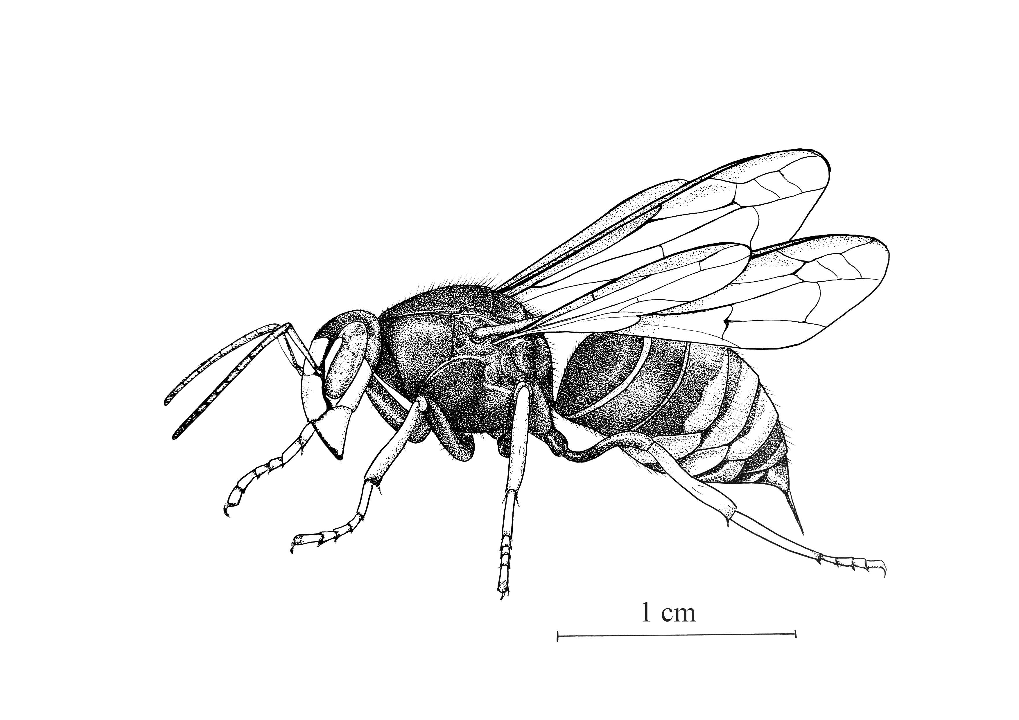 Image of Asian hornet