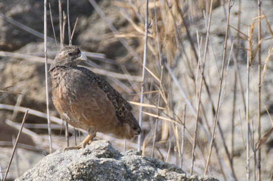 Image of Francolinus hartlaubi