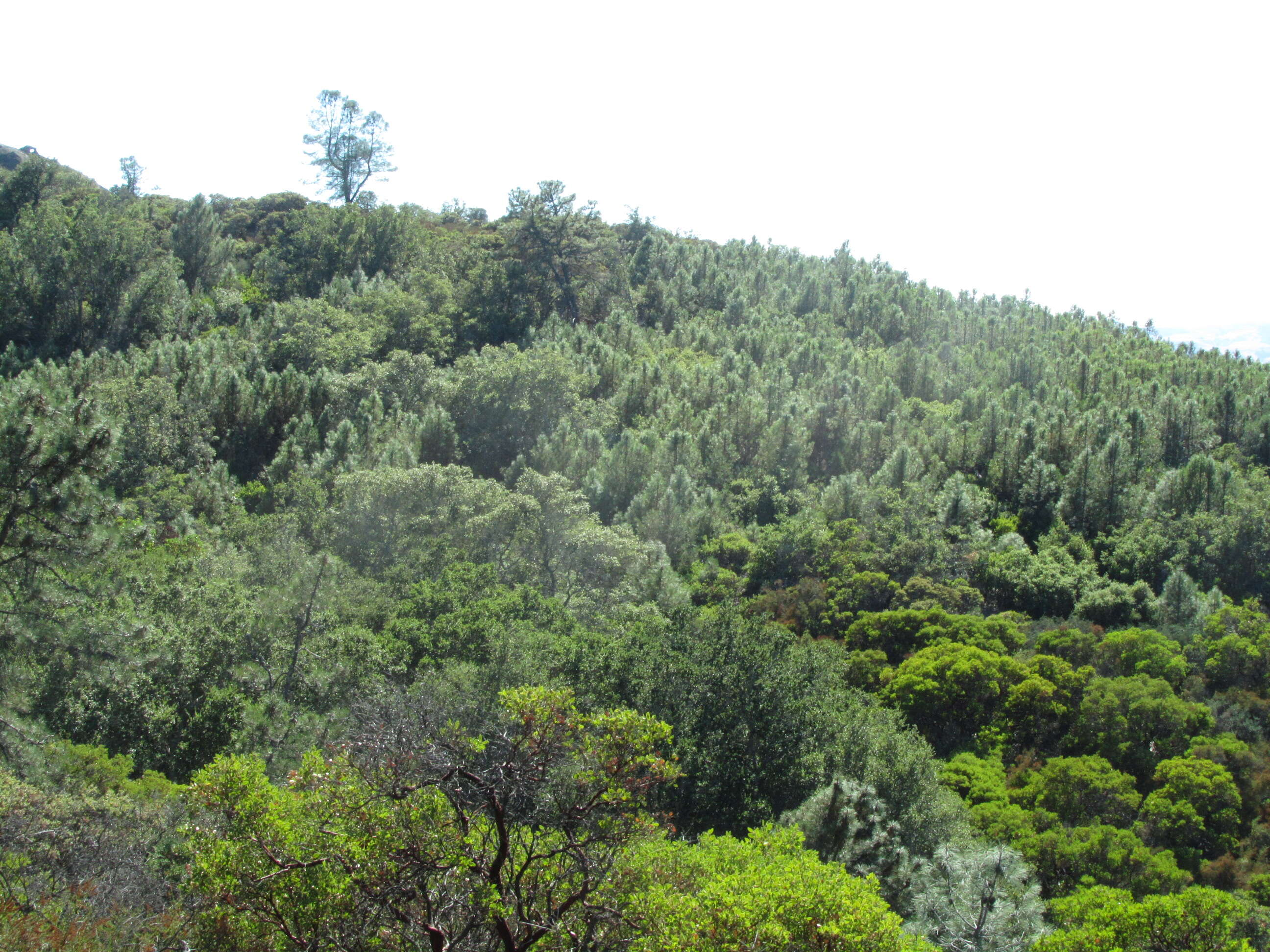 Слика од Arctostaphylos auriculata Eastw.