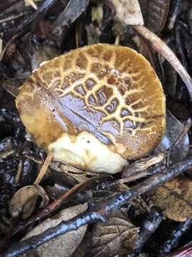 Image of Boletus subtomentosus L. 1753