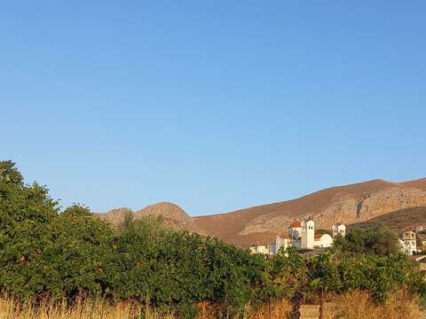 Image of olive tree