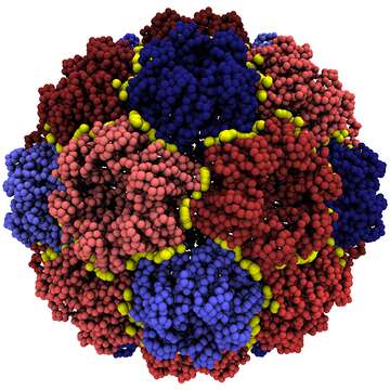 صورة Cowpea chlorotic mottle virus