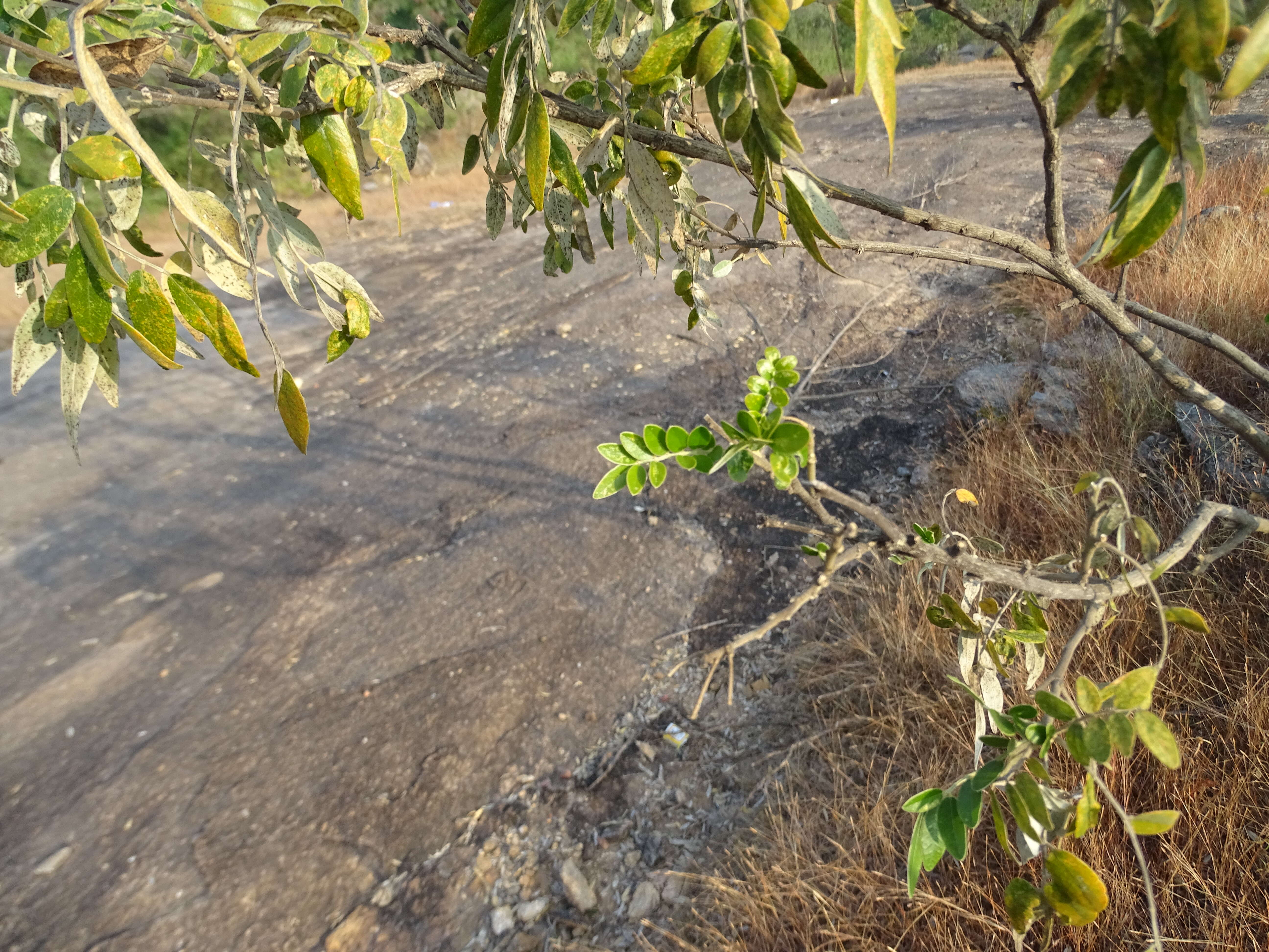 Image of Cork bush