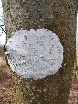 Image of blemished lichen