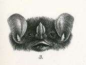 Image de Pygoderma Peters 1863