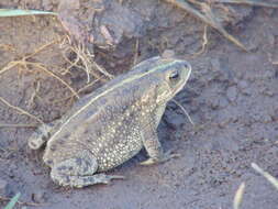 Image de Rhinella dorbignyi (Duméril & Bibron 1841)