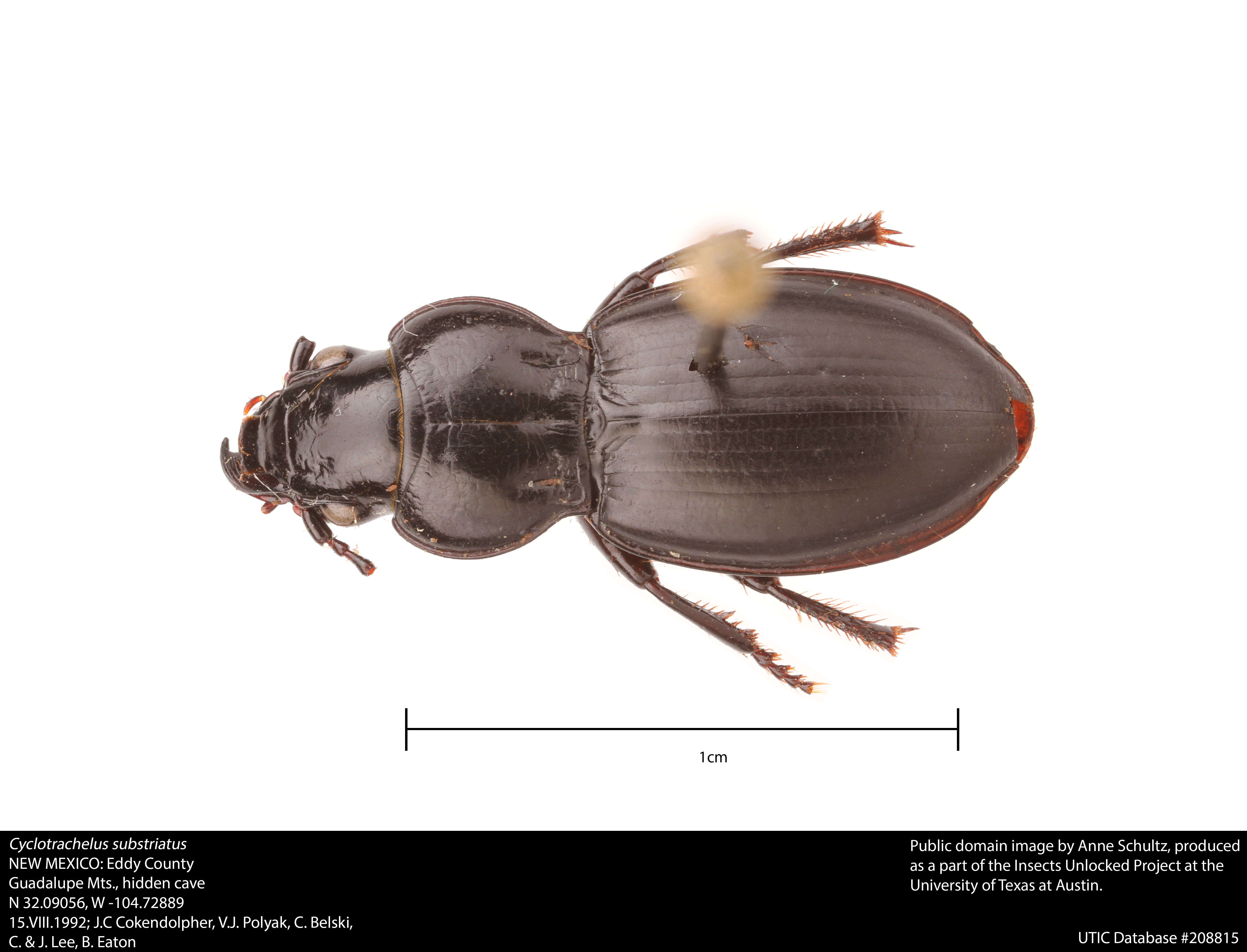 Image of Cyclotrachelus (Evarthrus) substriatus (Le Conte 1846)