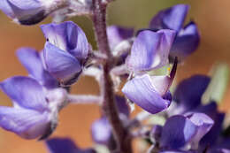 Image of Silver-stem Lupine