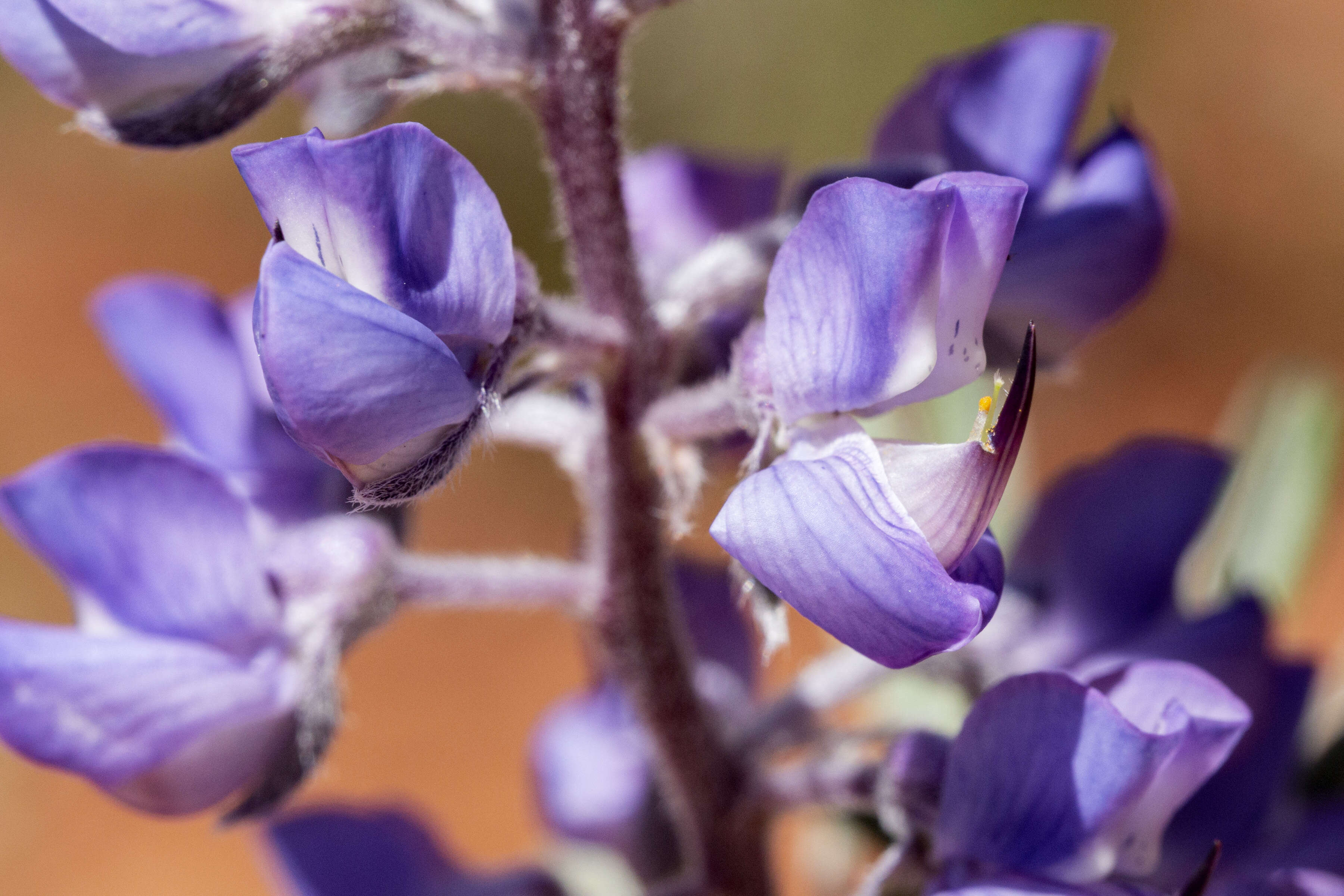 Image of Silver-stem Lupine