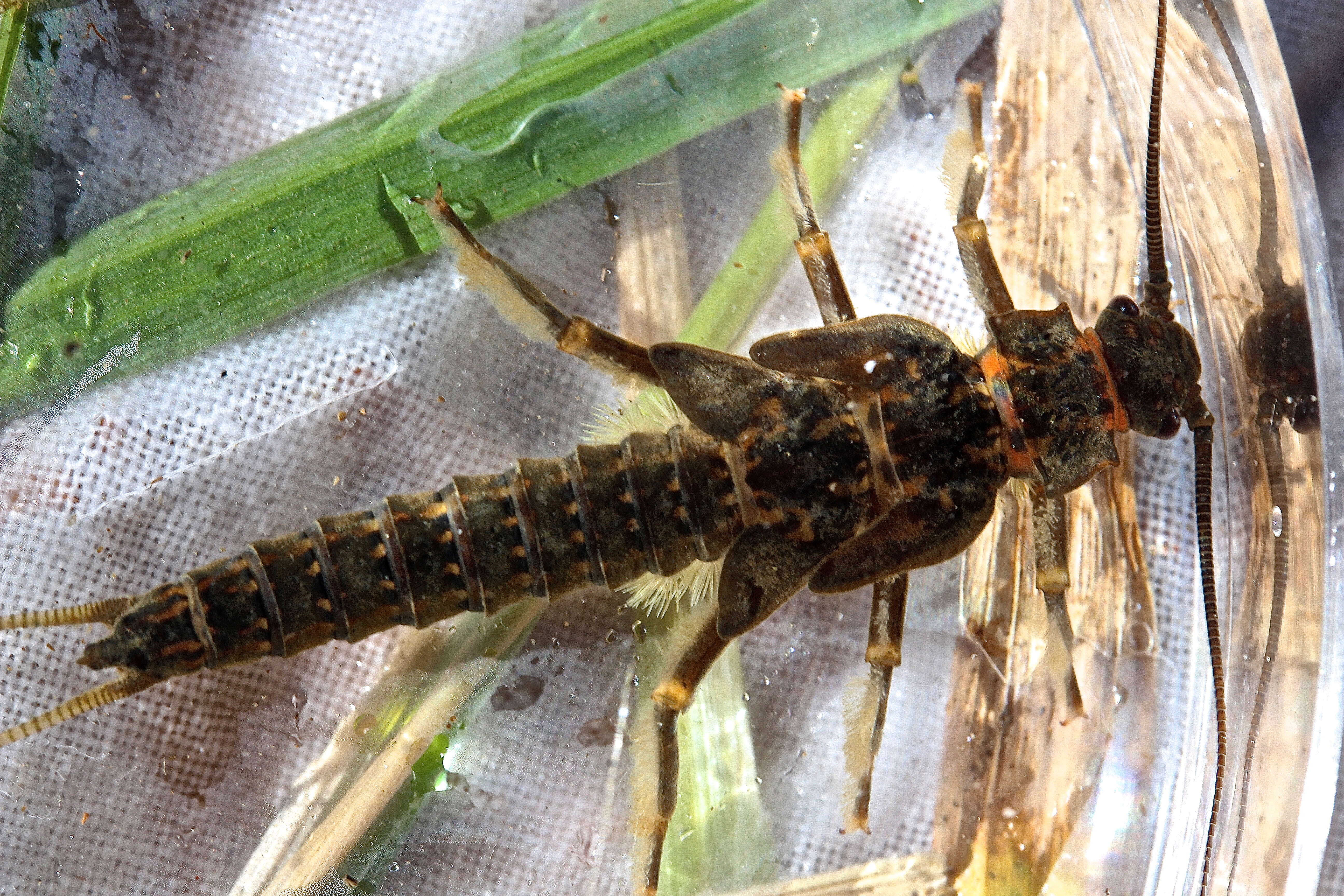 Image of American Salmonfly