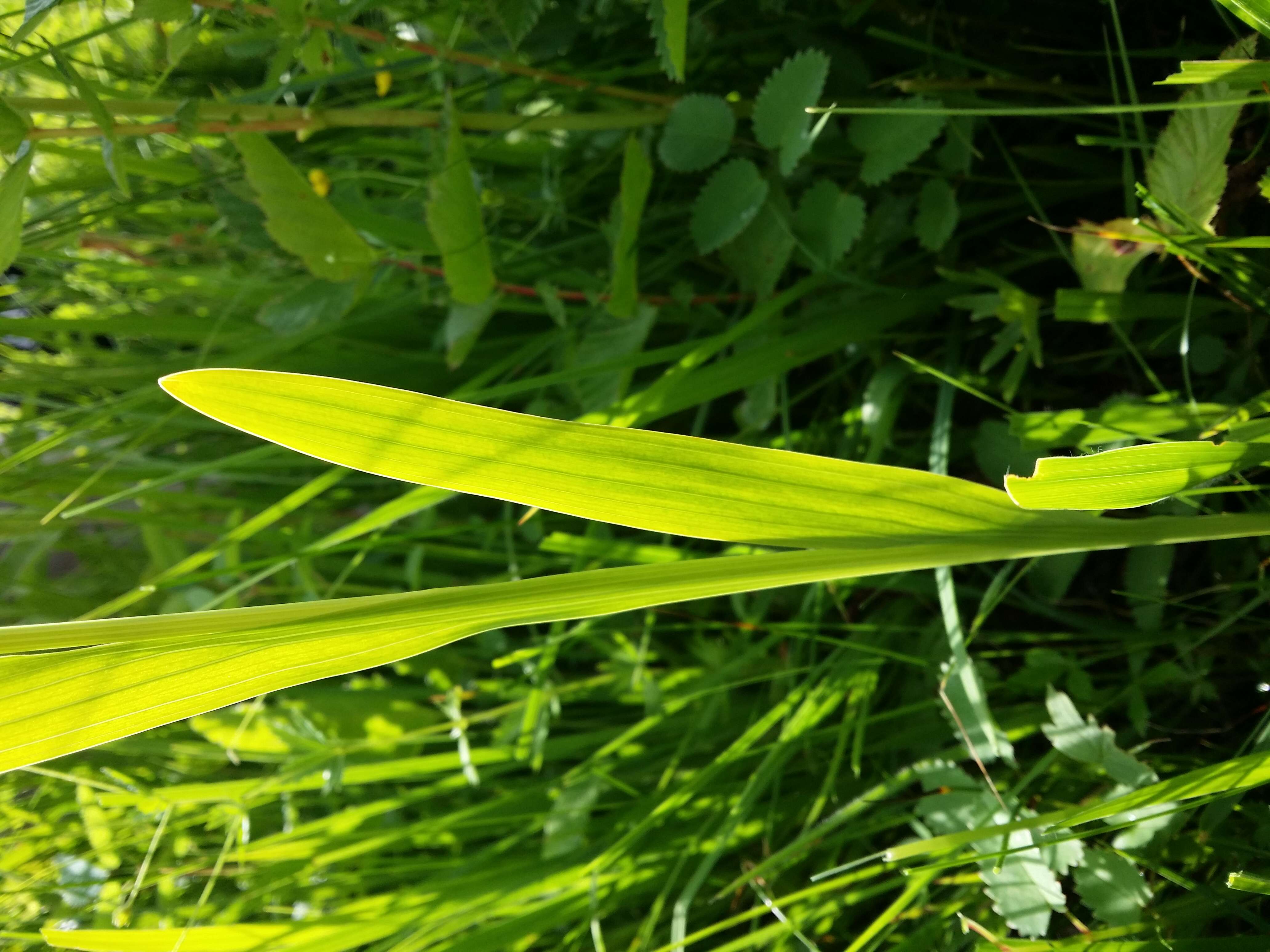 Imagem de Gladiolus imbricatus L.