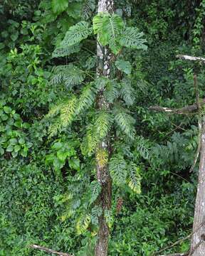 Image of Monstera siltepecana Matuda