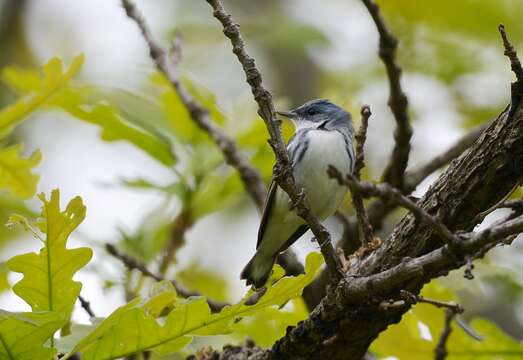 Image of Cerulean Warbler