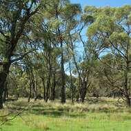 Image of Eucalyptus aggregata Deane & Maiden