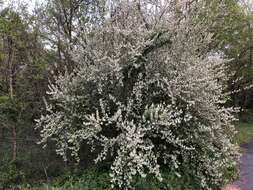 Image of cherry silverberry