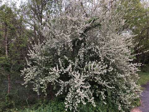 Image of cherry silverberry