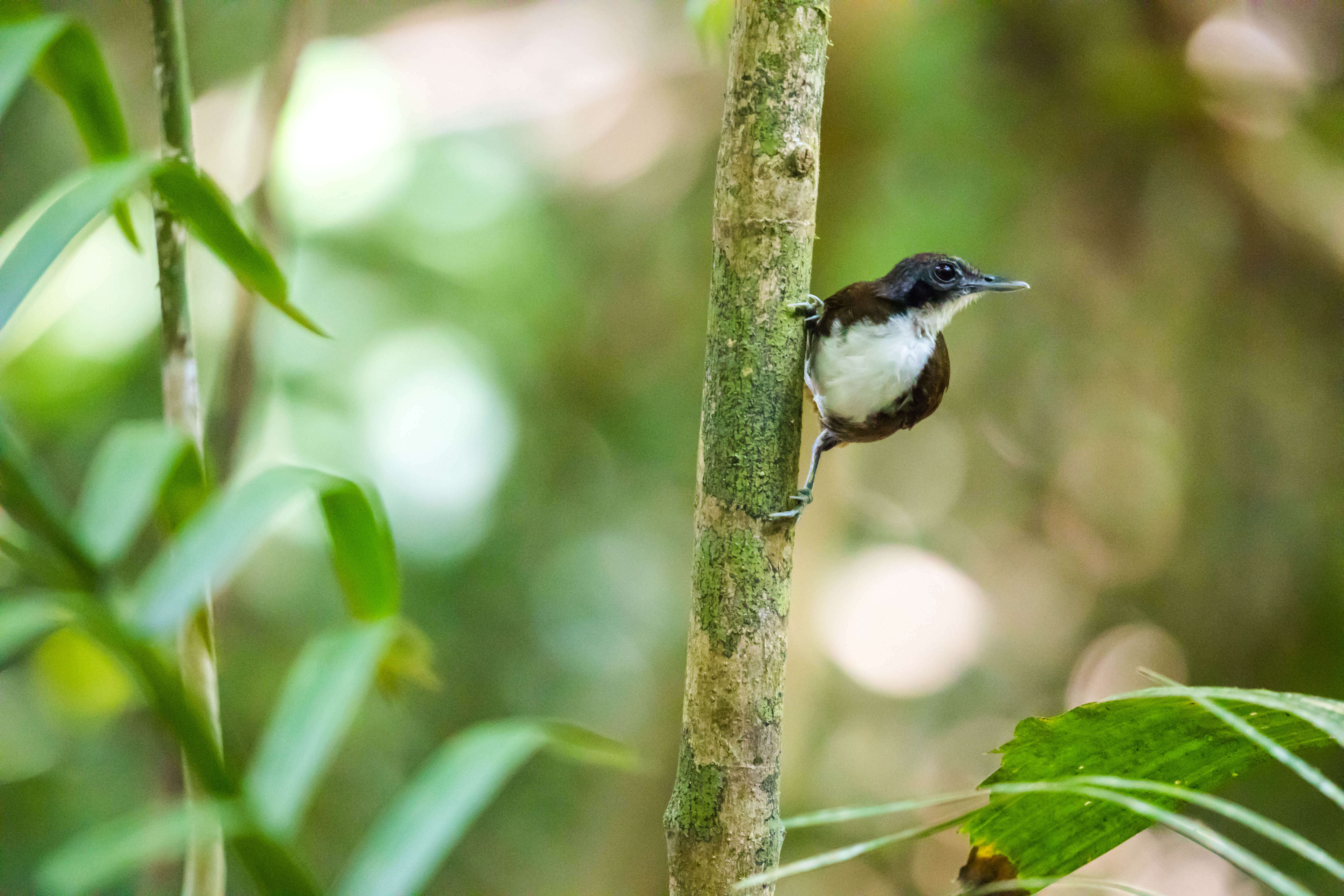 Image of Bicolored Antbird