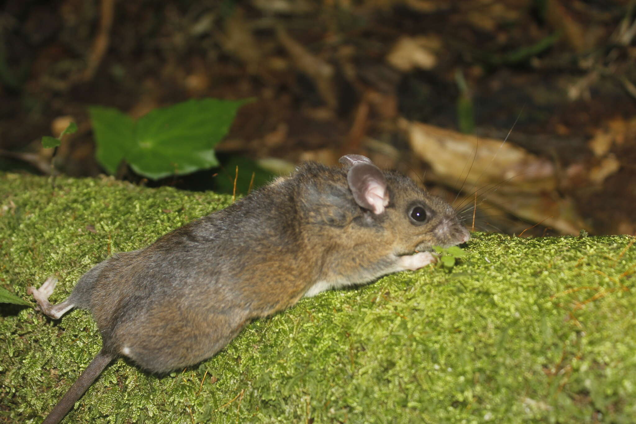 Image of Mexican Deer Mouse