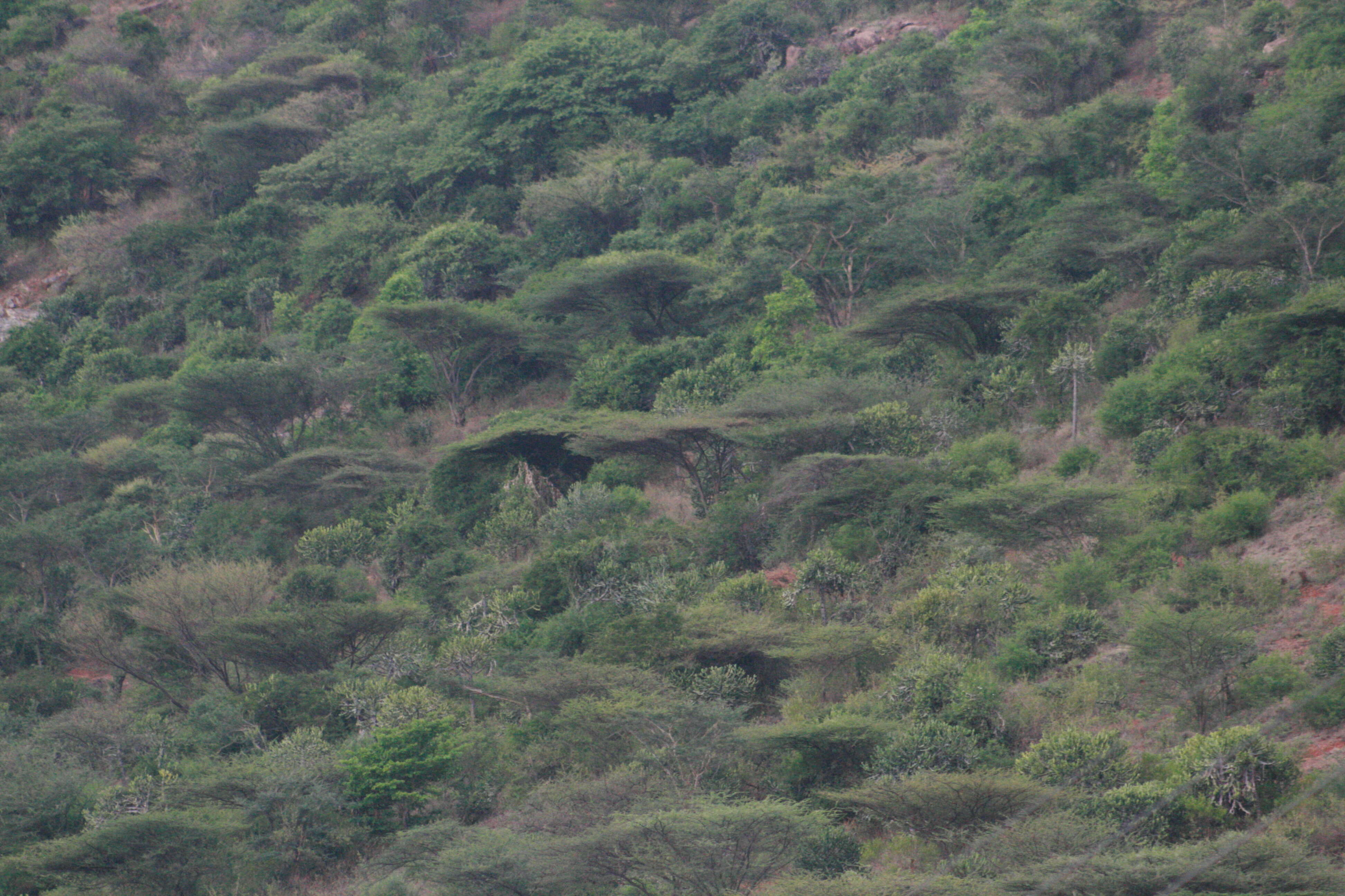 Plancia ëd Vachellia planifrons (J. König ex Wight & Arn.) Ragup., Seigler, Ebinger & Maslin