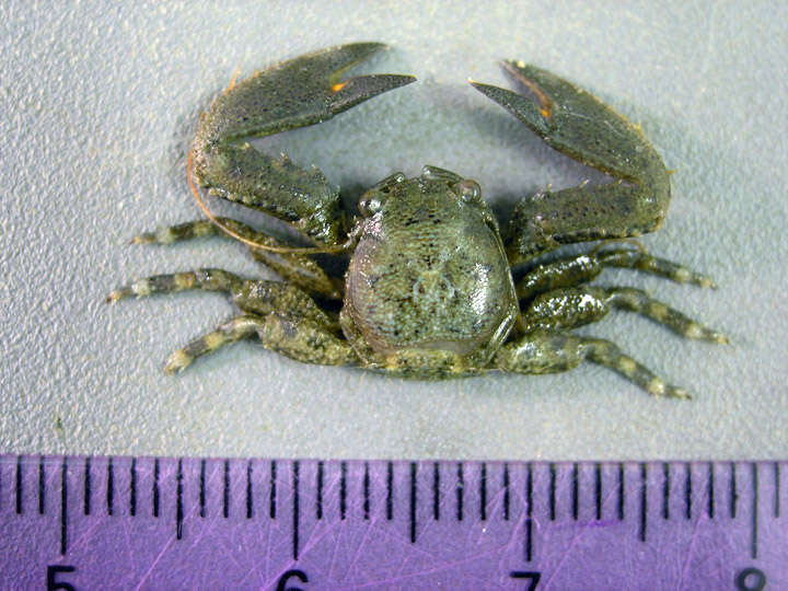 Image of Crevice-dwelling porcelain crab