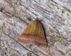 Image of small purple-barred