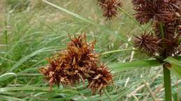 Слика од Cyperus lucidus R. Br.