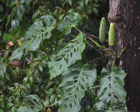 Image of Monstera siltepecana Matuda