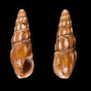 Image of Crassispira lavanonoensis Bozzetti 2008