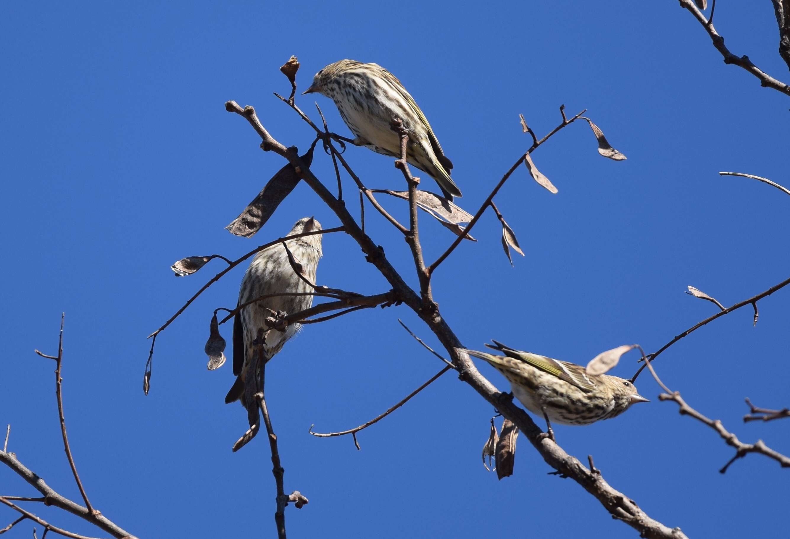 Image of Pine Siskin