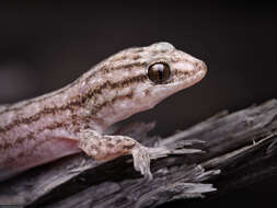 Image of Gehyra versicolor Hutchinson, Sistrom, Donnellan & Hutchinson 2014