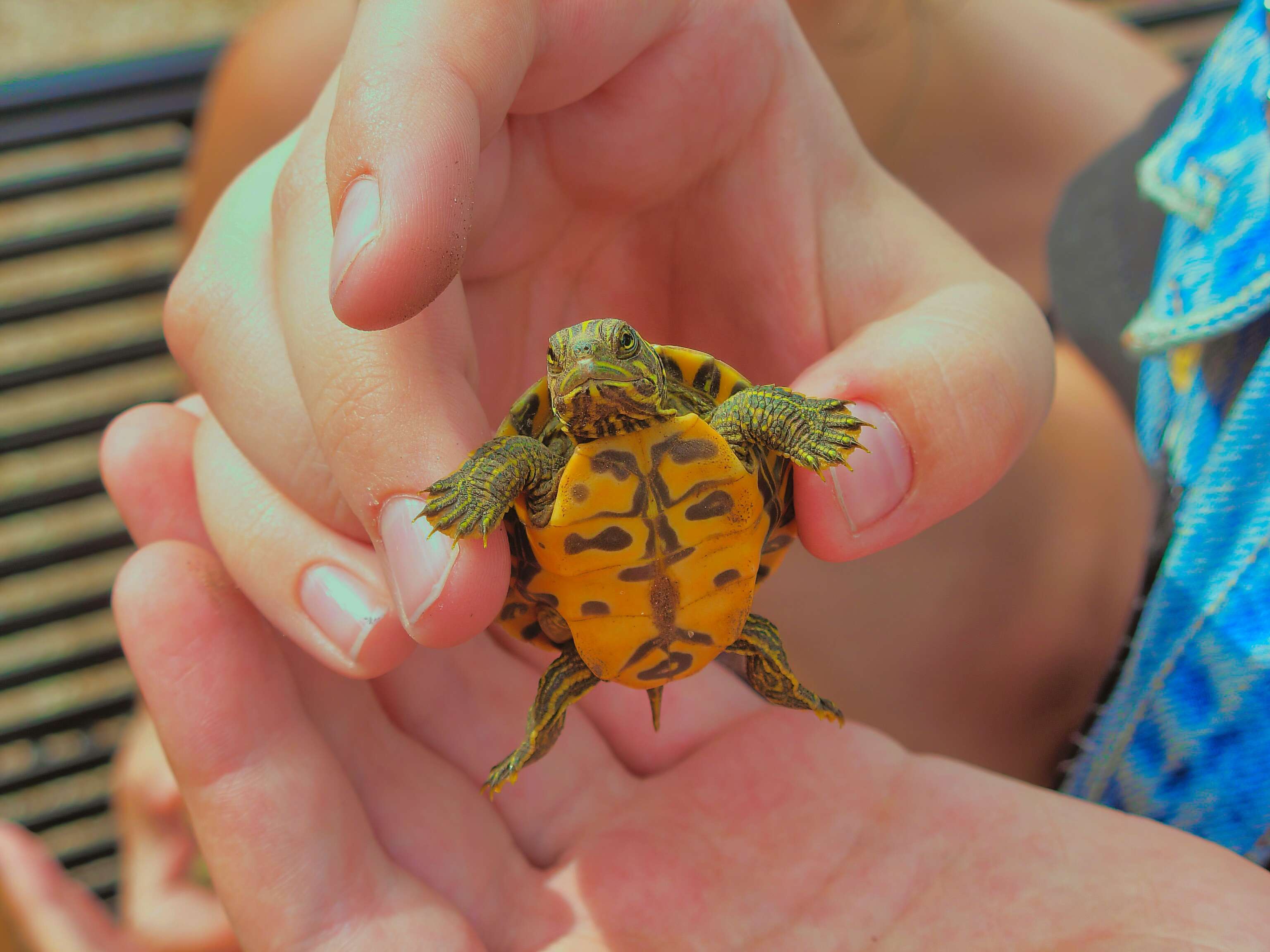 Image of American Red-bellied Turtle