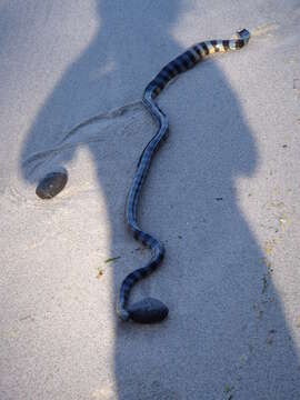 Image of Blackbanded Sea Krait