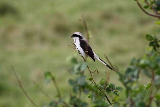 Image of Grey-backed Fiscal