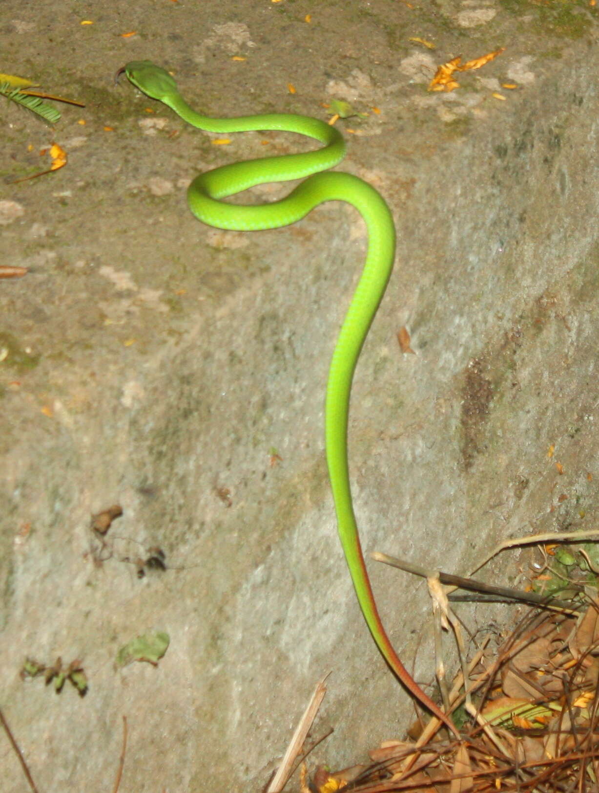 Image de Trimeresurus insularis Kramer 1977