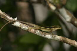 Image of Anolis krugi Peters 1877