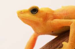 Image of Golden arrow poison frog