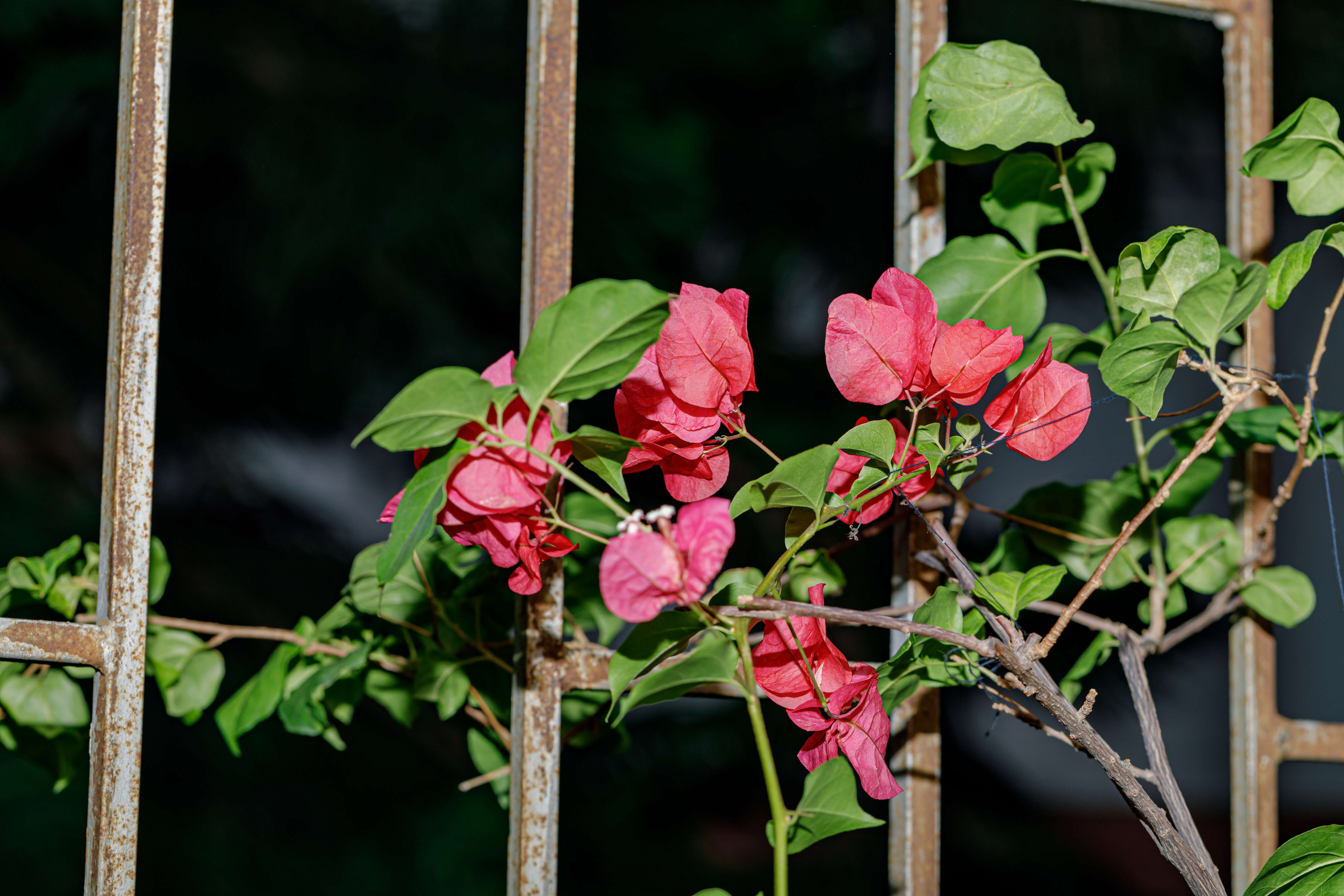 Слика од Bougainvillea