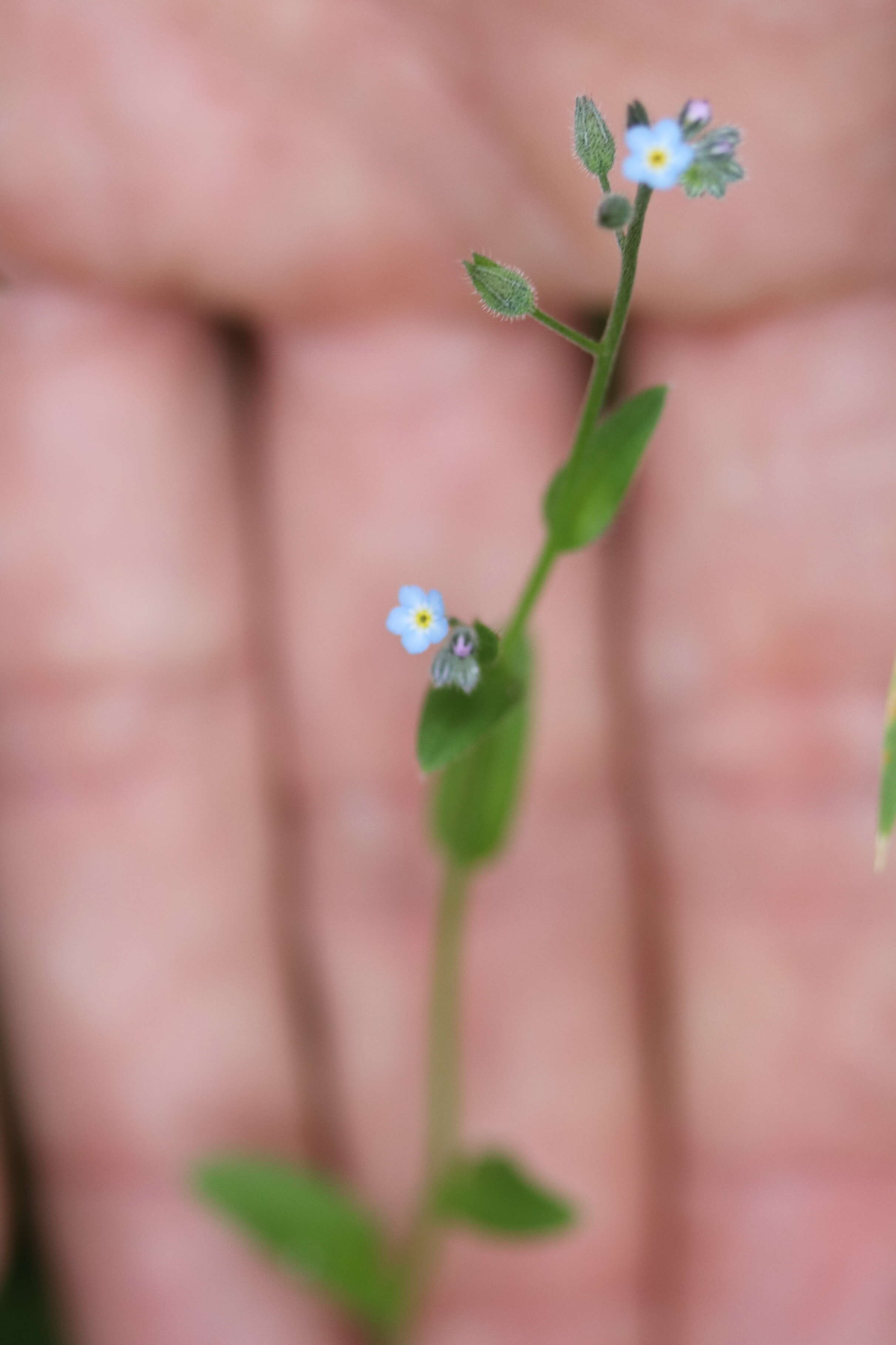 Image of field forget-me-not