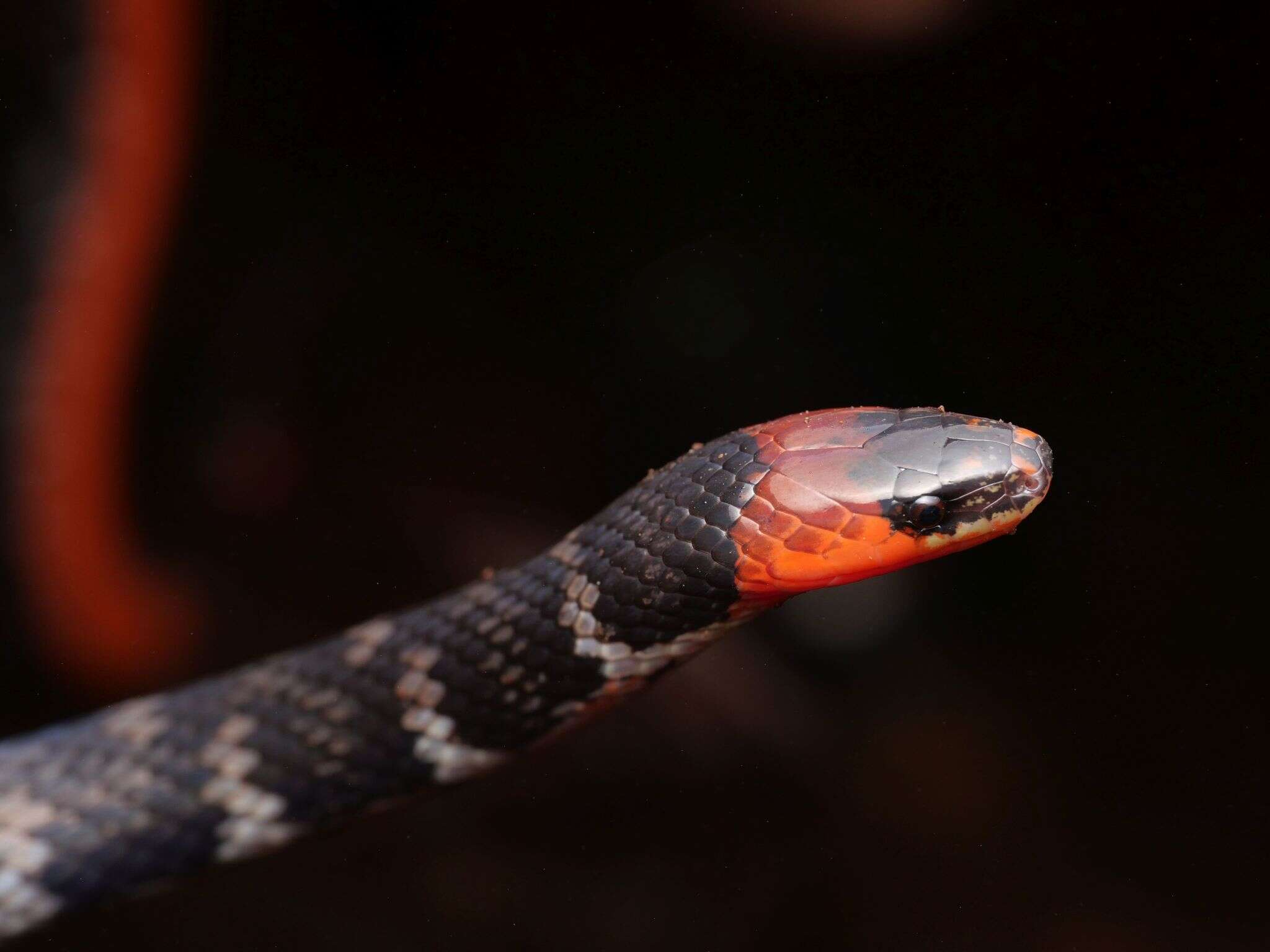 Image of Clark's Ground Snake