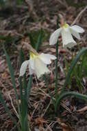 Слика од Narcissus moschatus L.
