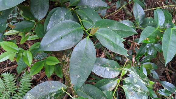 Image of Garcinia linii C. E. Chang