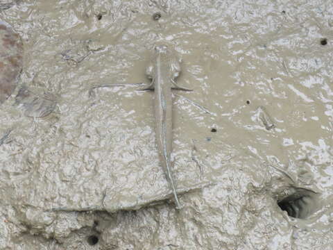 Image of Great blue spotted mudskipper